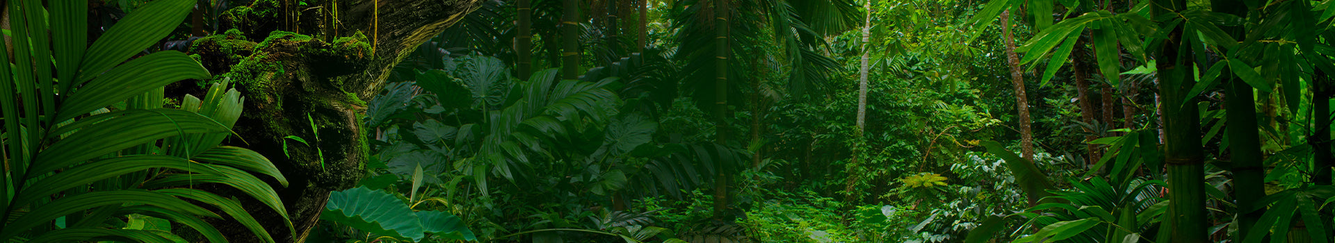 Tropical jungle scene